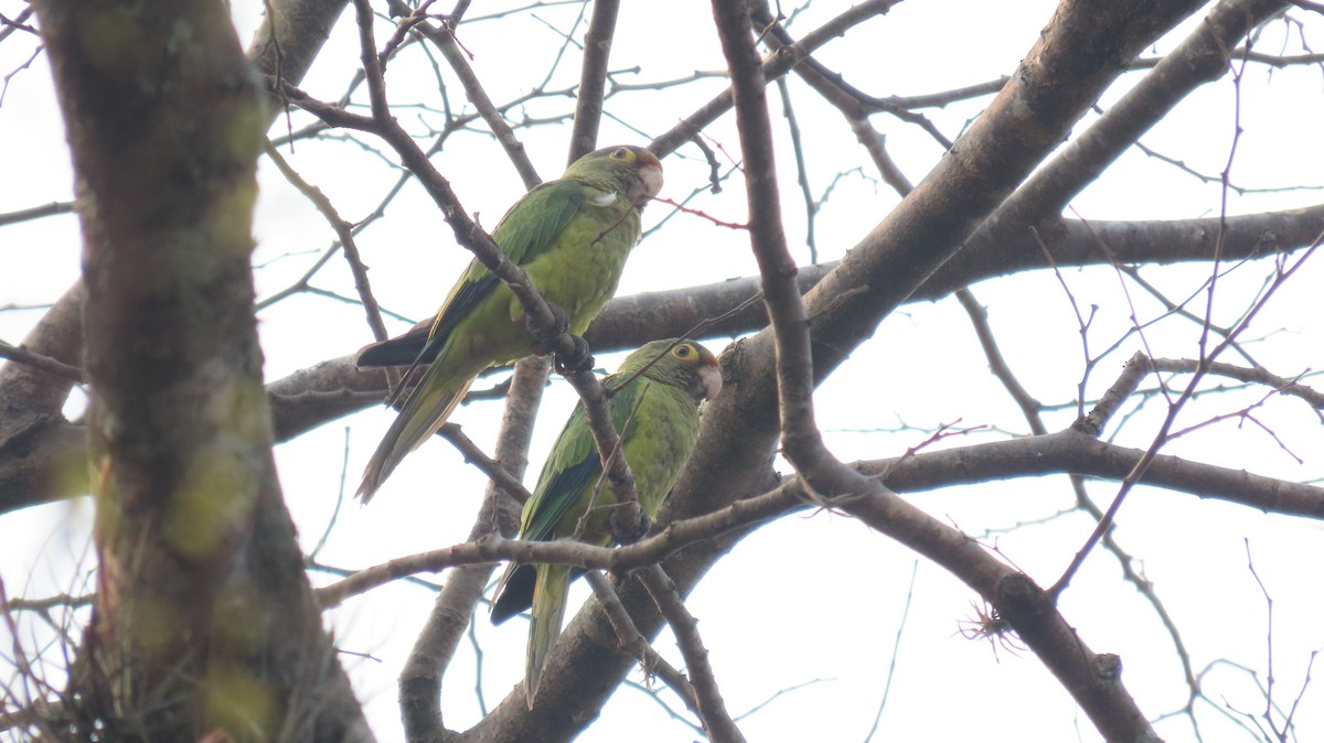 Orange-fronted Parakeet - ML618291714