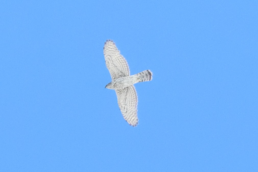 American Goshawk - ML618291722