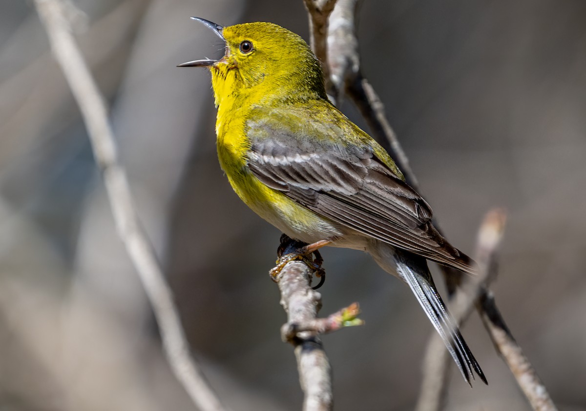 Pine Warbler - Jim Carroll