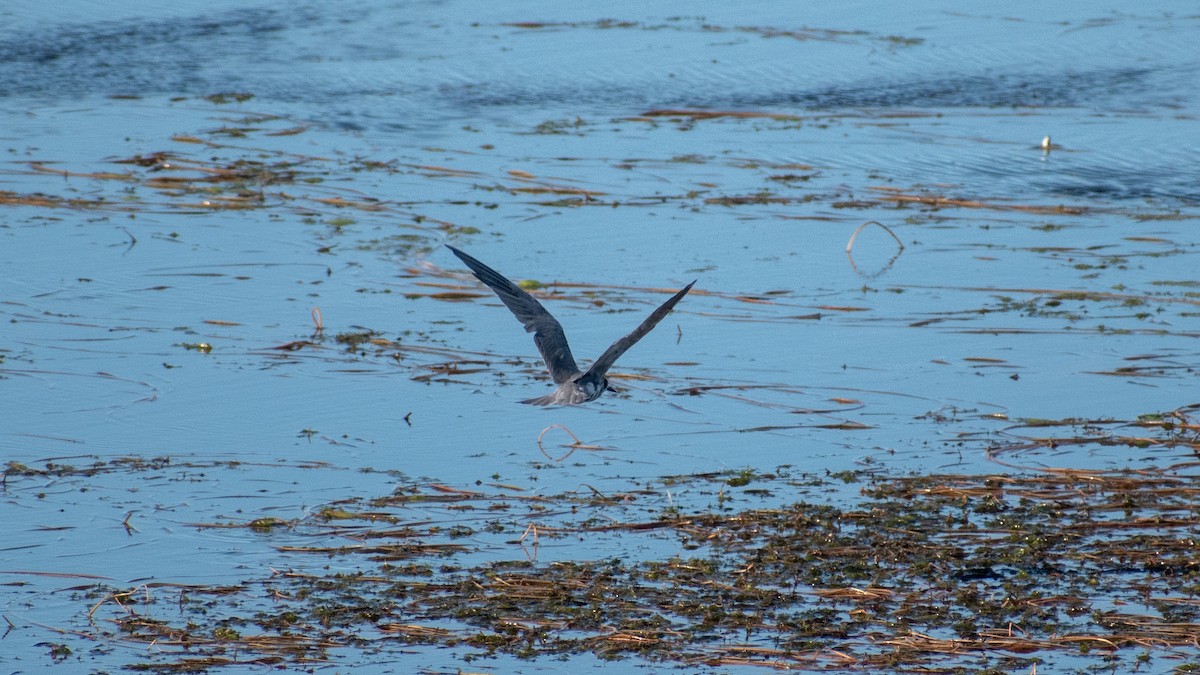 Black Tern - ML618291746