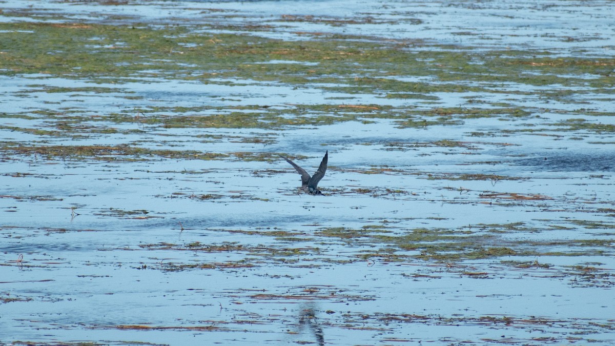 Black Tern - Ludmila Berrueta