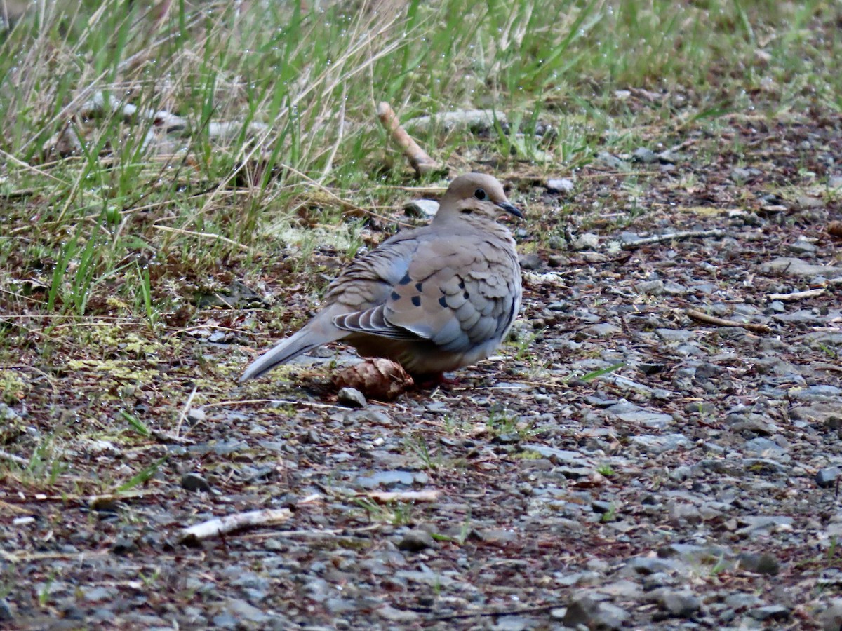 Mourning Dove - George Gerdts