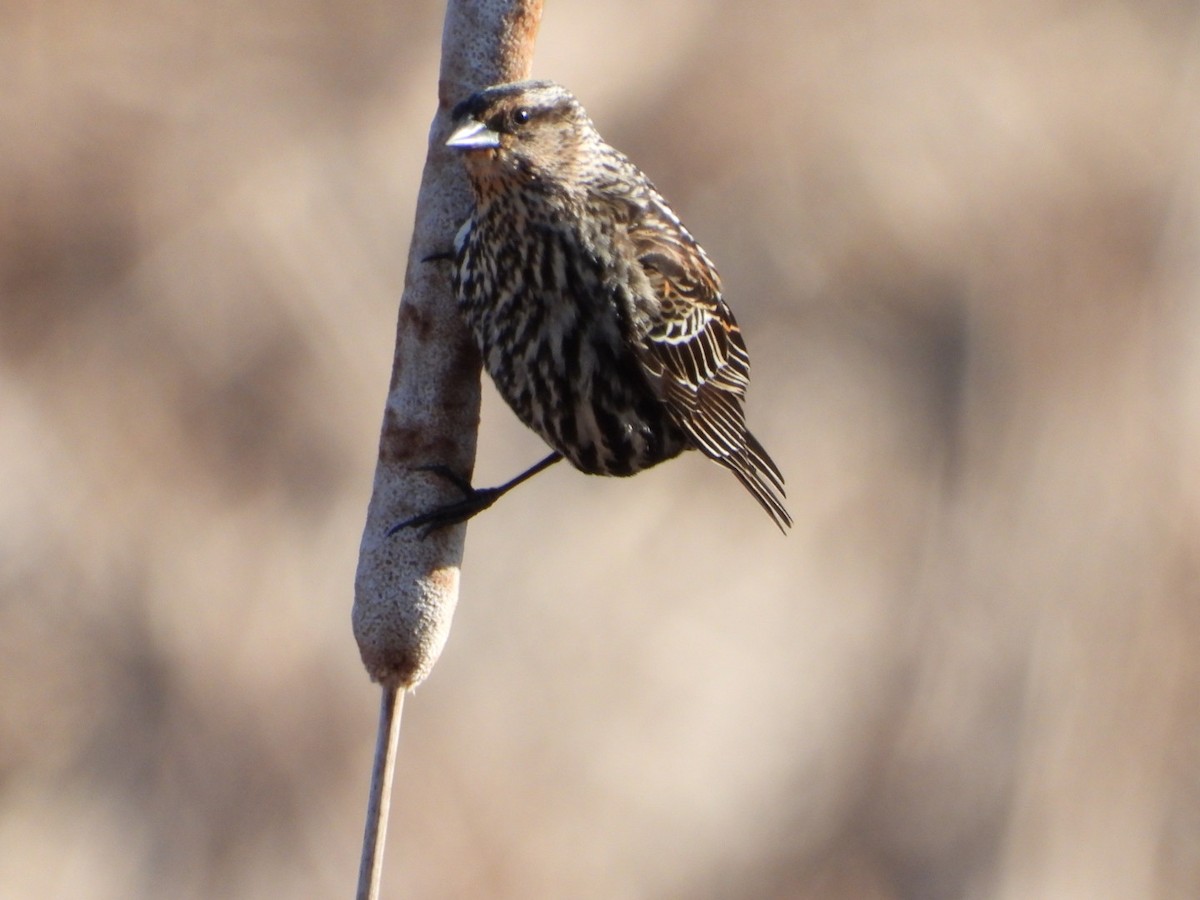 Red-winged Blackbird - Olivier Dansereau