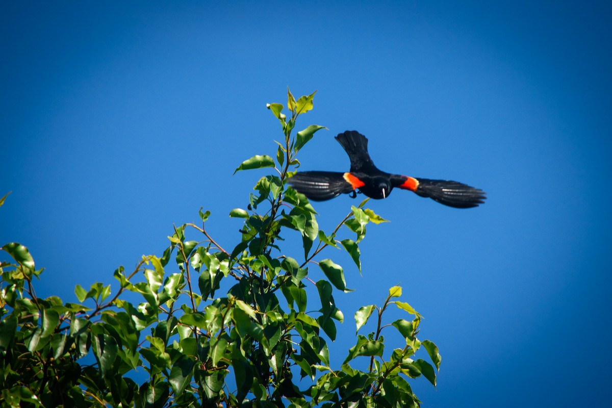 Red-winged Blackbird - Kelly Hutchinson