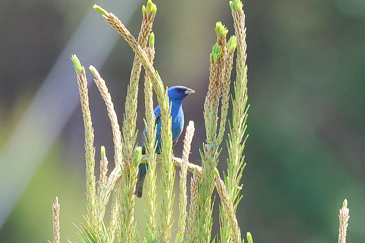 Indigo Bunting - Stan Chapman