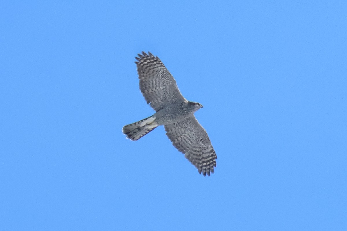 American Goshawk - Sam Darmstadt