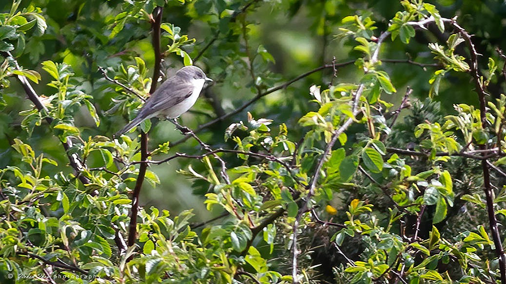 Lesser Whitethroat - Zichen  Zhou