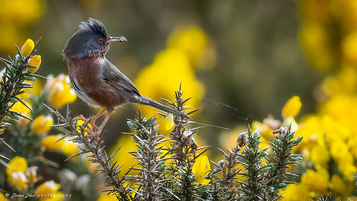 Dartford Warbler - Zichen  Zhou