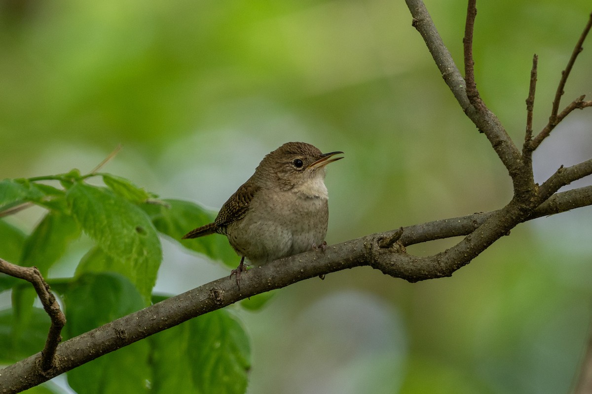 House Wren - Camille James