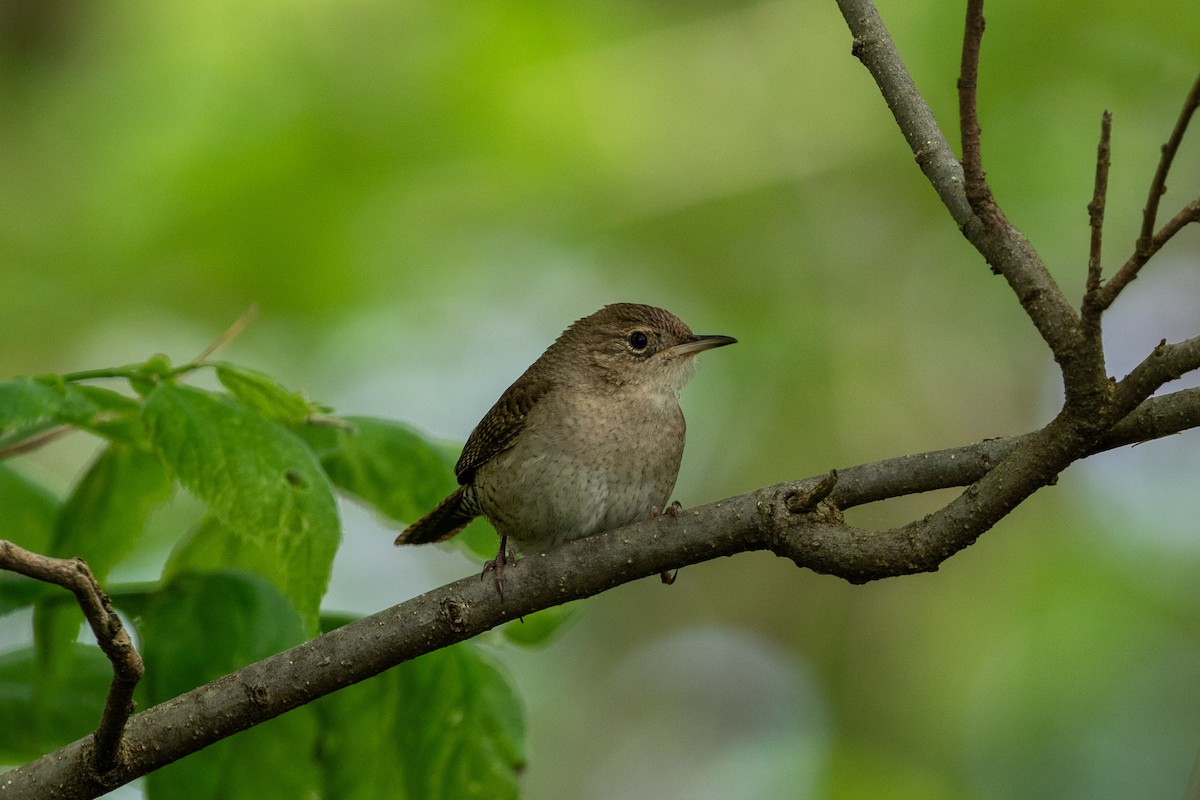 House Wren - Camille James