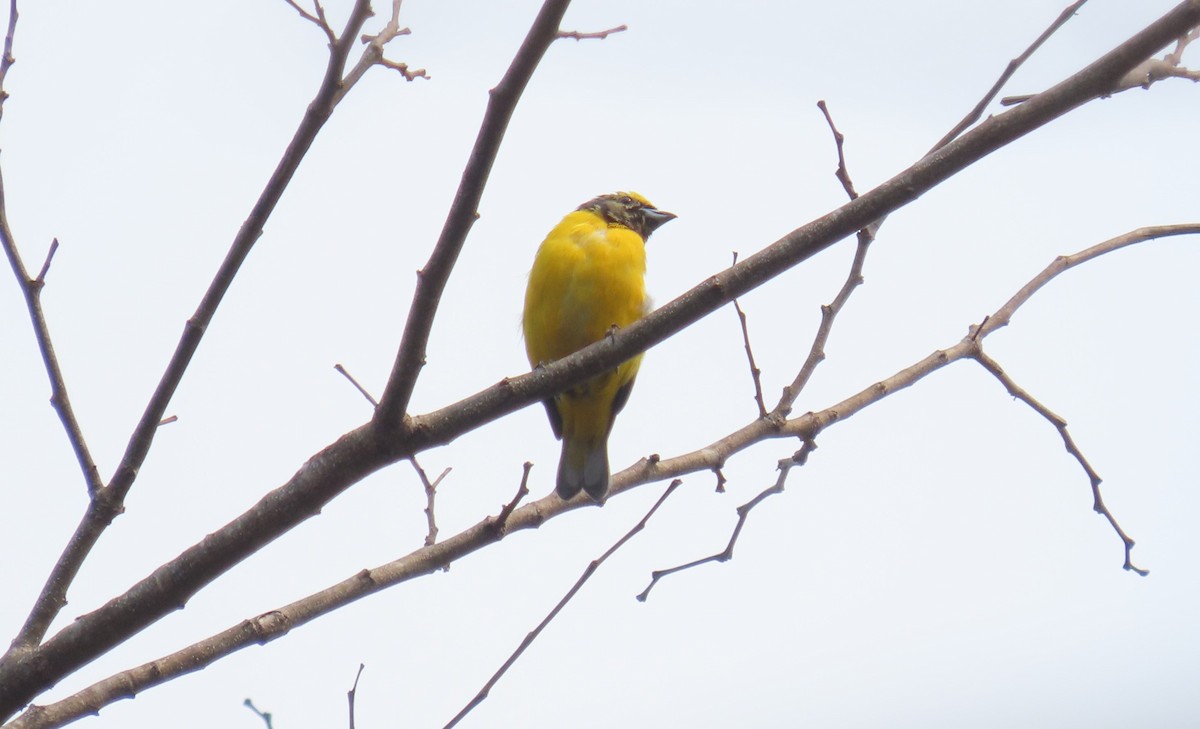 Scrub Euphonia - ML618291827