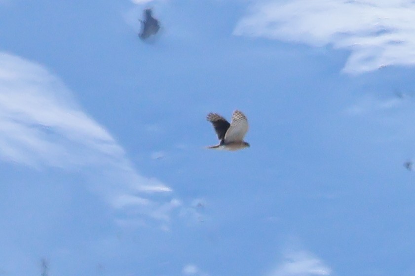 Sharp-shinned Hawk - Sam Darmstadt