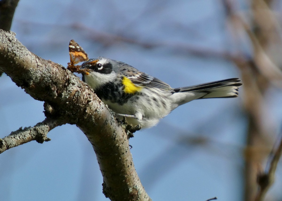 Yellow-rumped Warbler - David Assmann