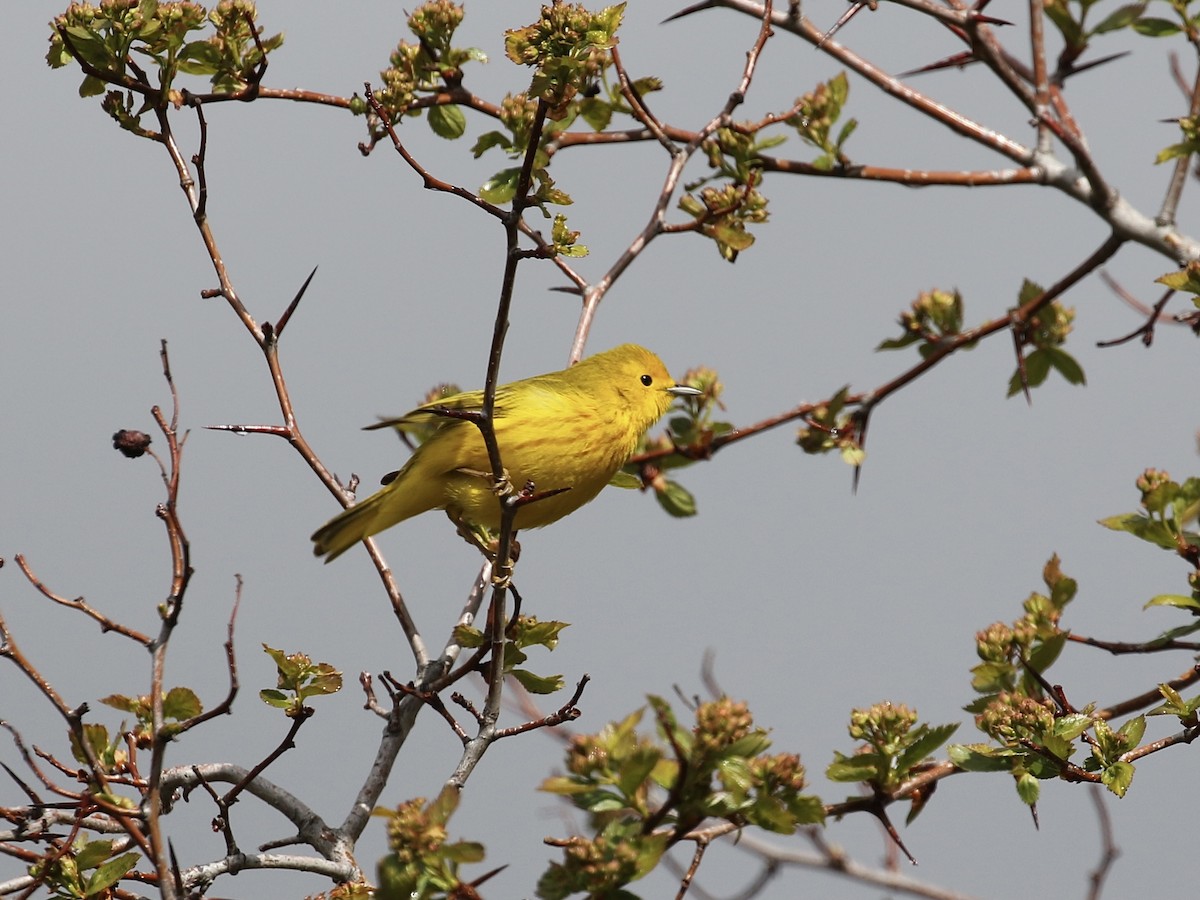 Yellow Warbler - ML618291859