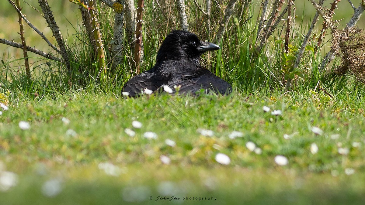 Carrion Crow - Zichen  Zhou