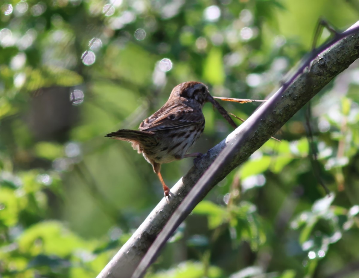 Song Sparrow - Karen Lucas