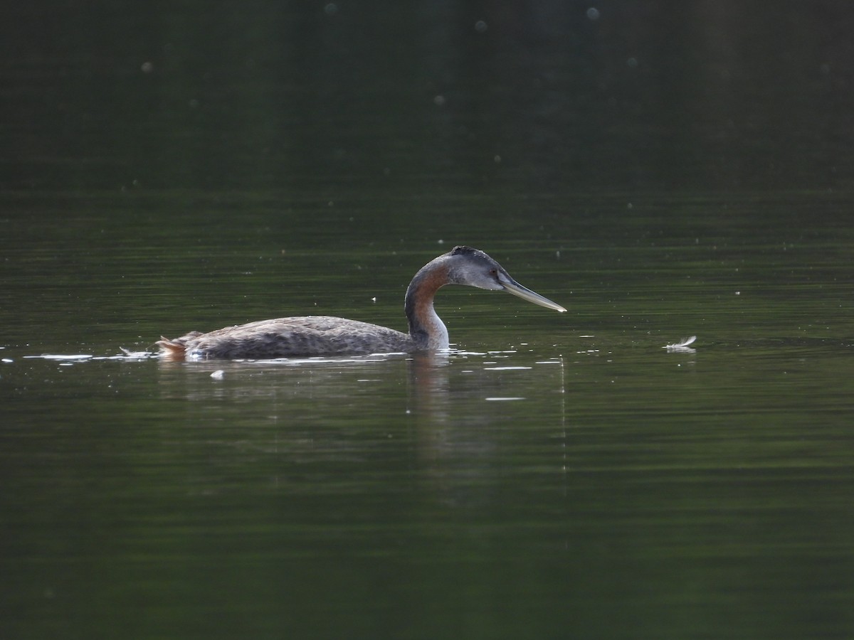 Great Grebe - Más Aves