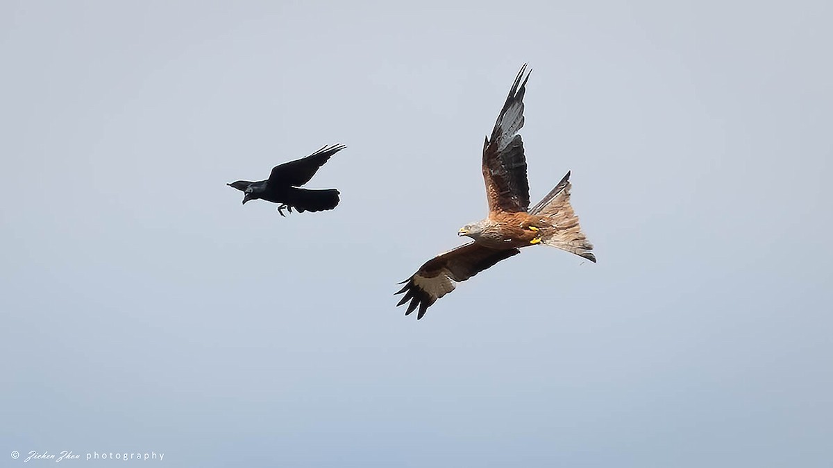 Red Kite - Zichen  Zhou