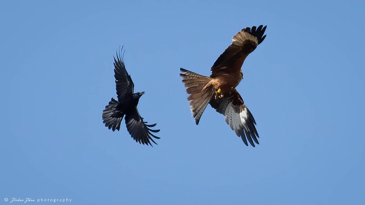 Red Kite - Zichen  Zhou