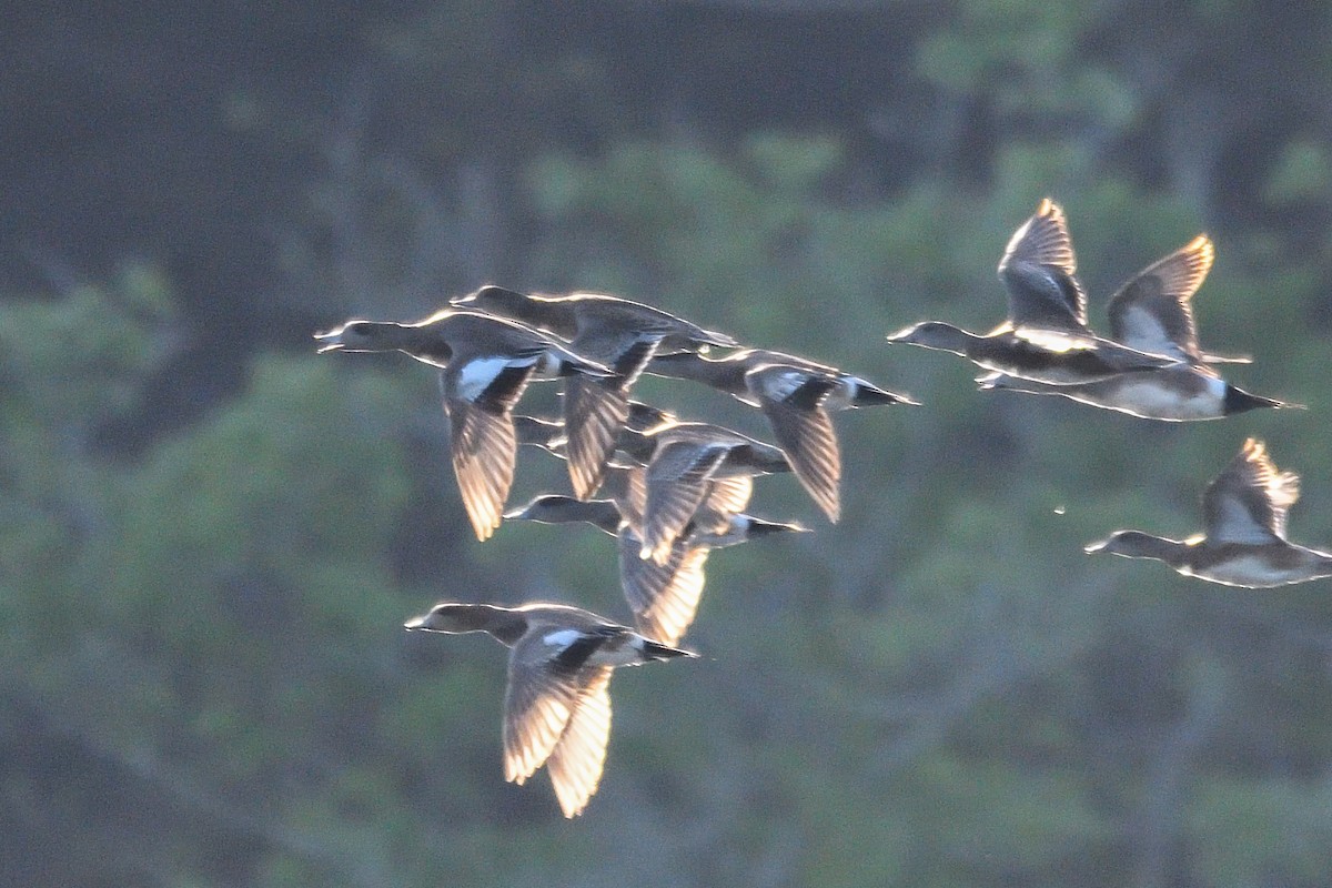 American Wigeon - ML618291879