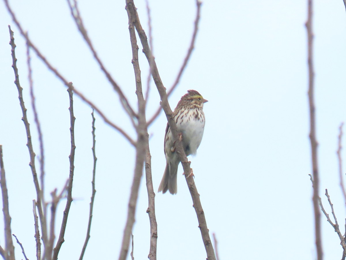 Savannah Sparrow - Alan Morris