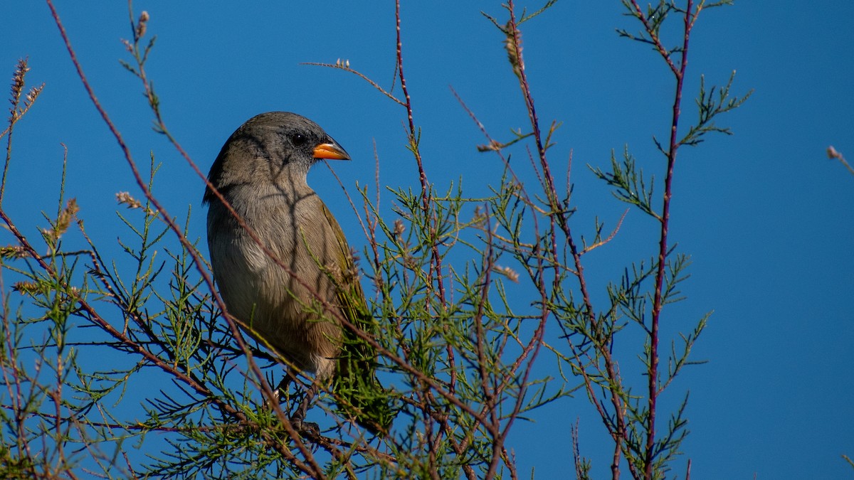 Great Pampa-Finch - ML618291903