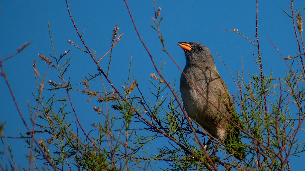 Great Pampa-Finch - ML618291904