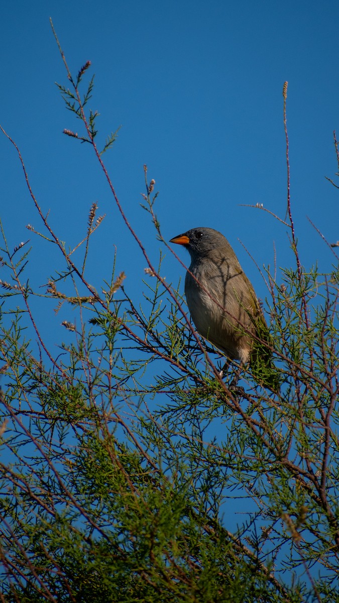 Great Pampa-Finch - ML618291905