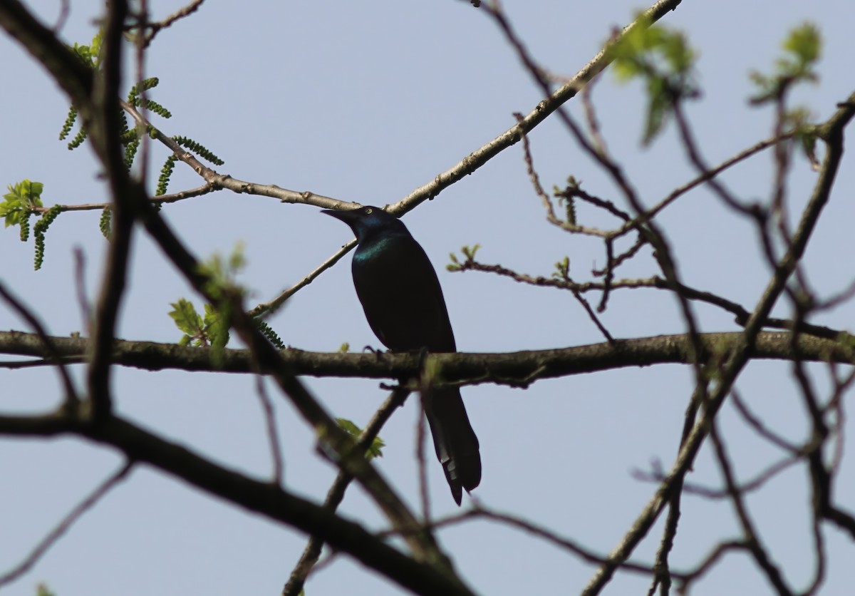 Common Grackle - Karen Lucas