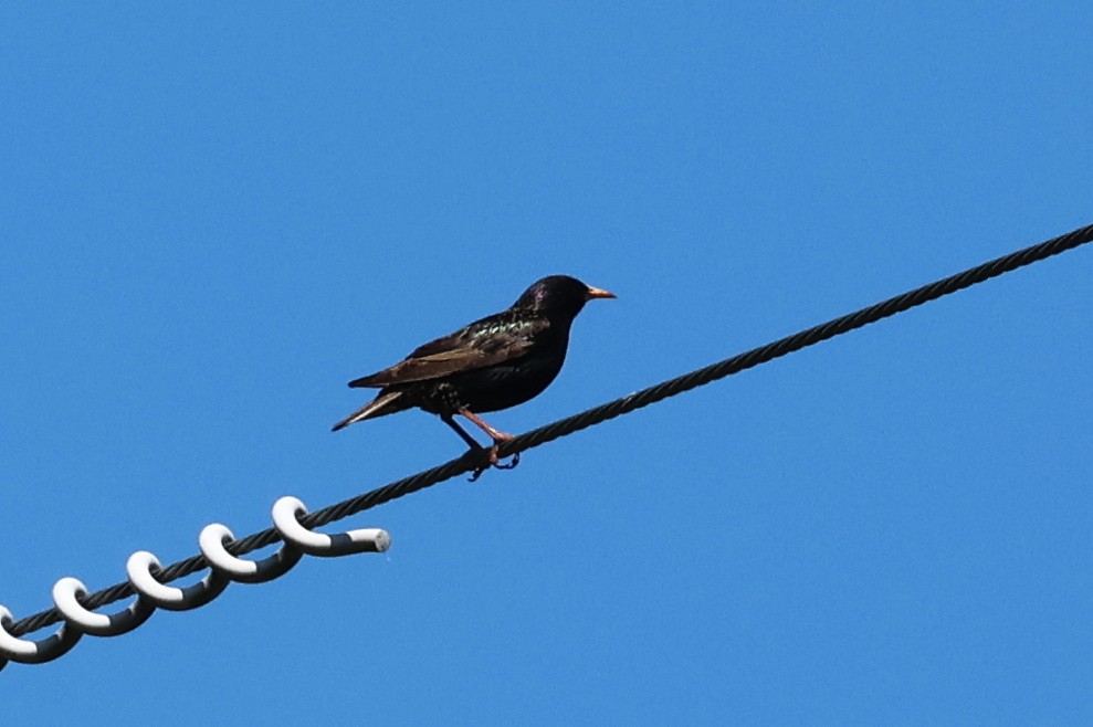 European Starling - Stan Chapman