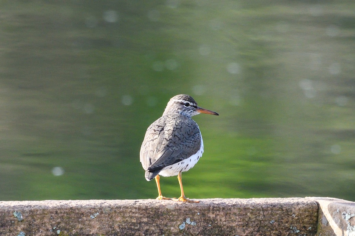 Spotted Sandpiper - ML618291914