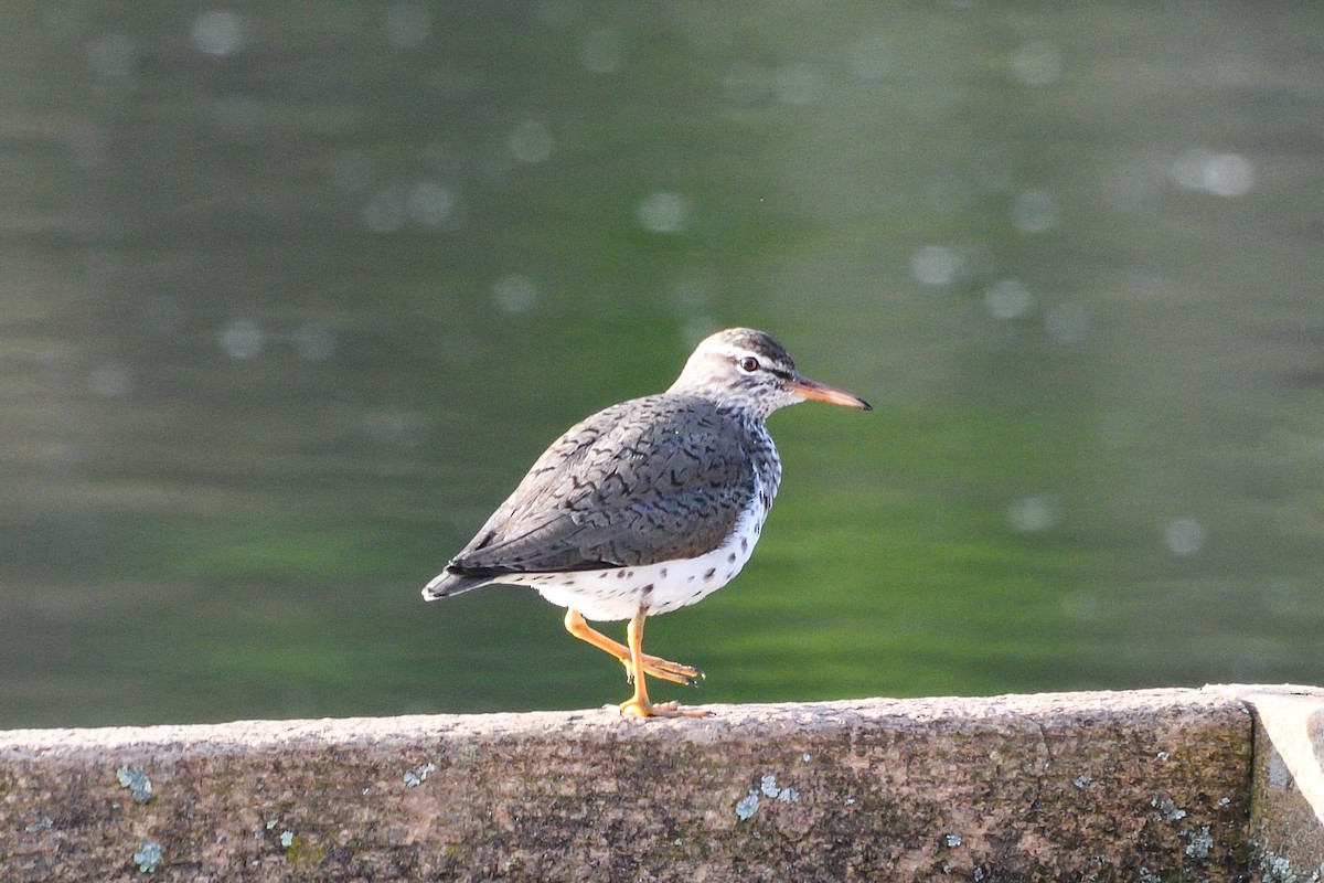 Spotted Sandpiper - ML618291915