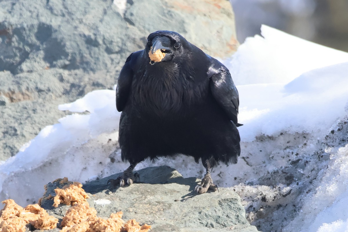 Common Raven - ML618291920