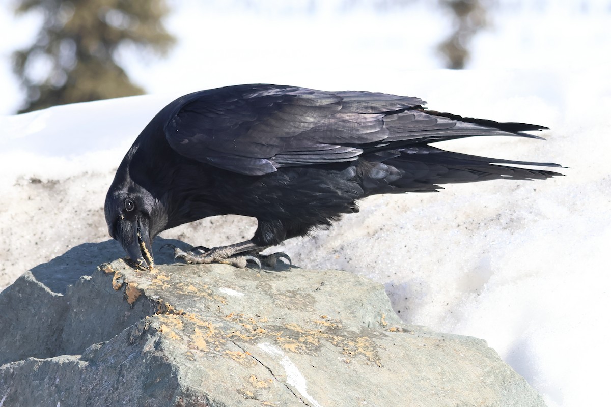 Common Raven - Sam Darmstadt