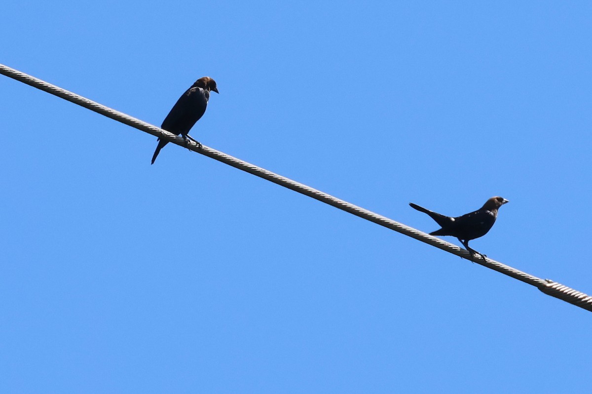 Brown-headed Cowbird - Stan Chapman