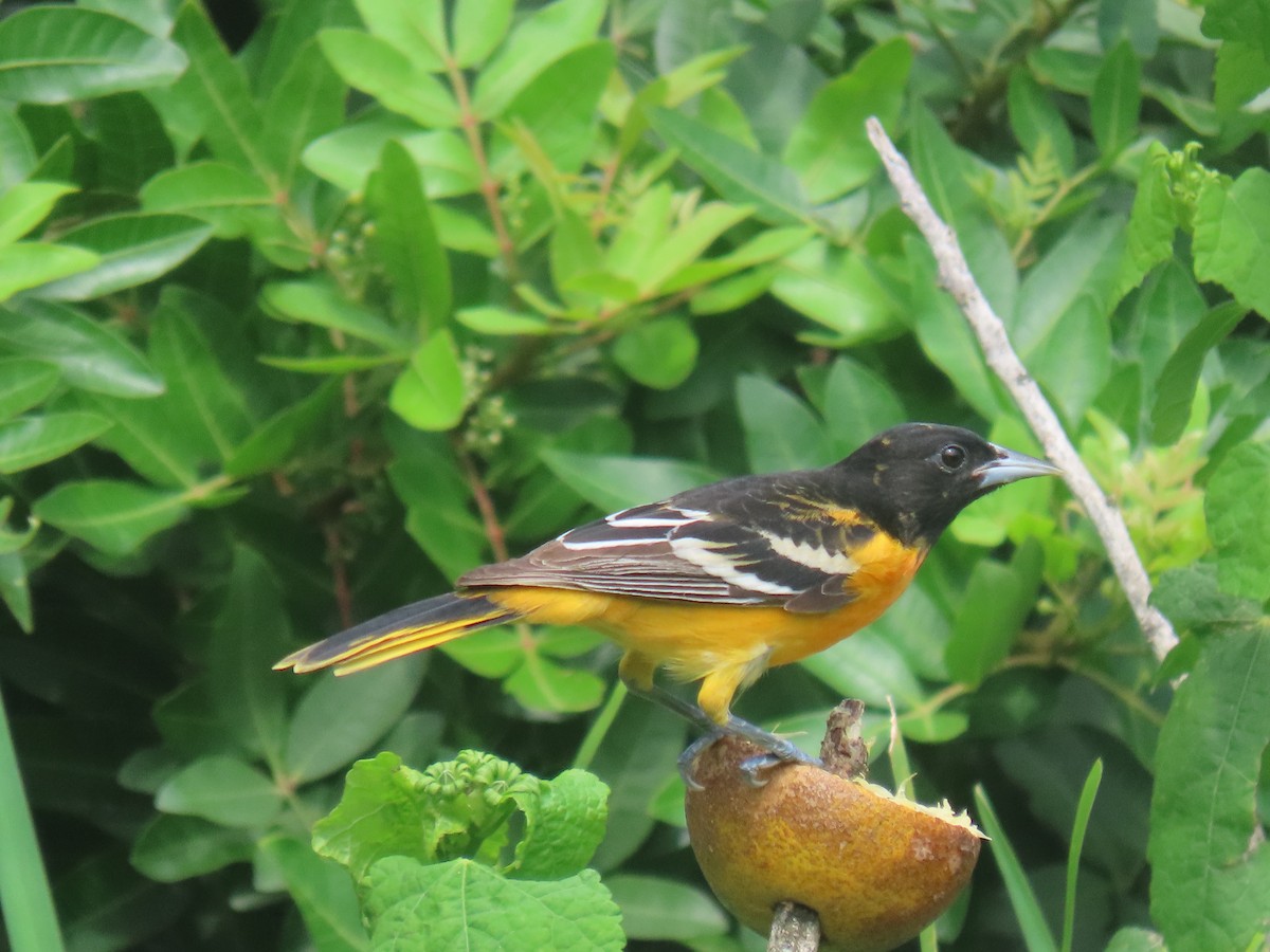 Baltimore Oriole - Alan Morris