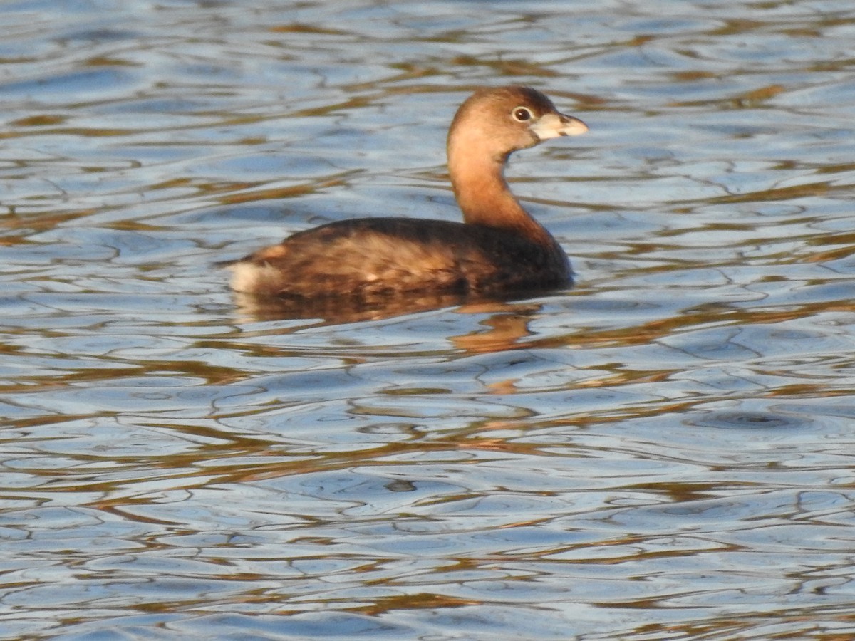 Pied-billed Grebe - ML618291947