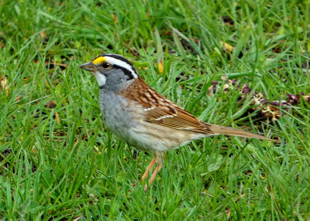 White-throated Sparrow - ML618291948