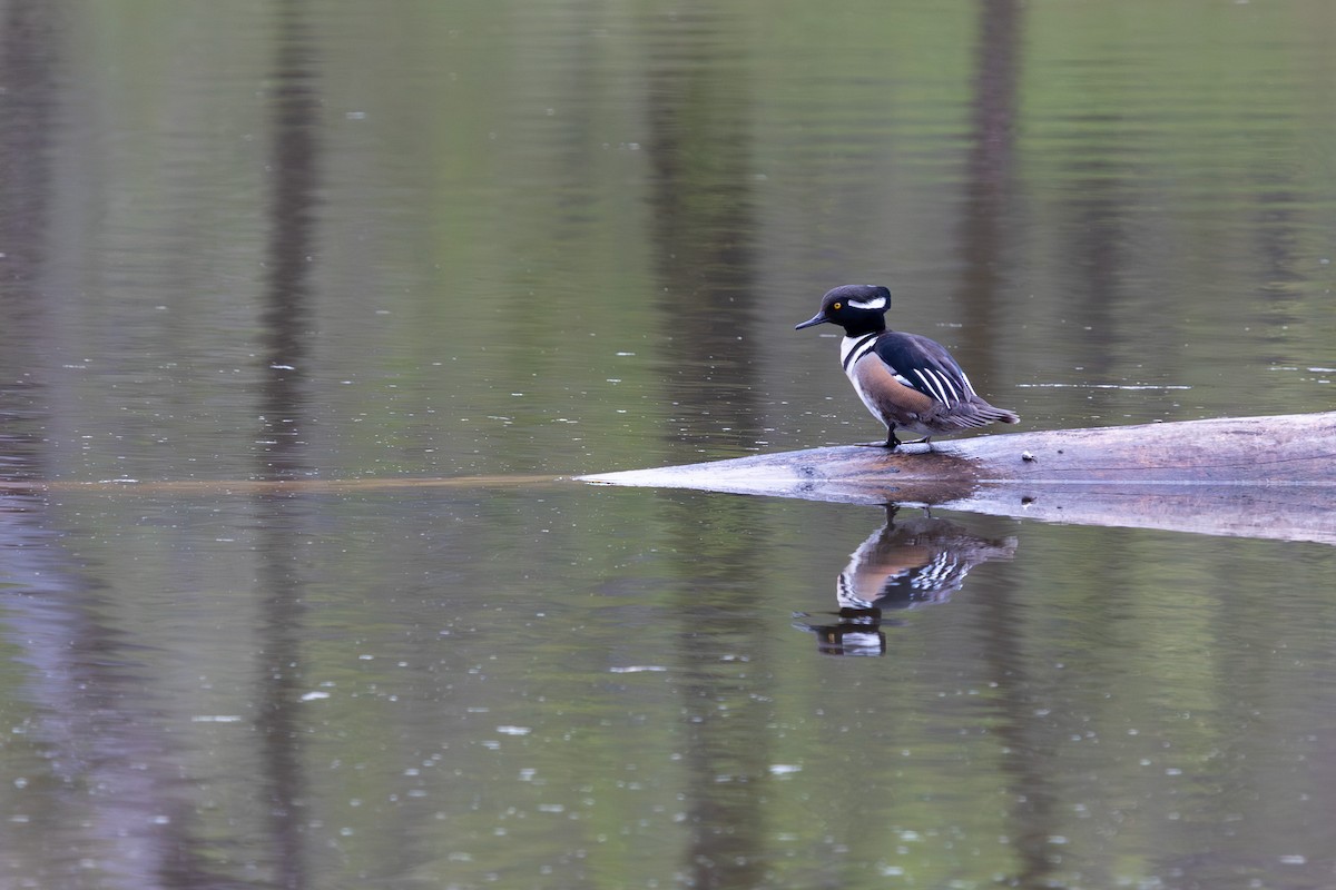 Hooded Merganser - Bob Dunlap