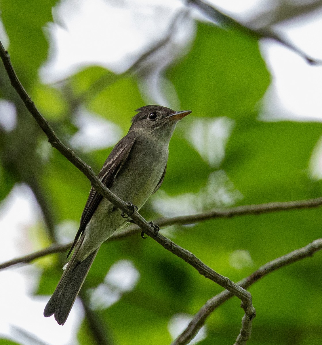 Eastern Wood-Pewee - A Birder