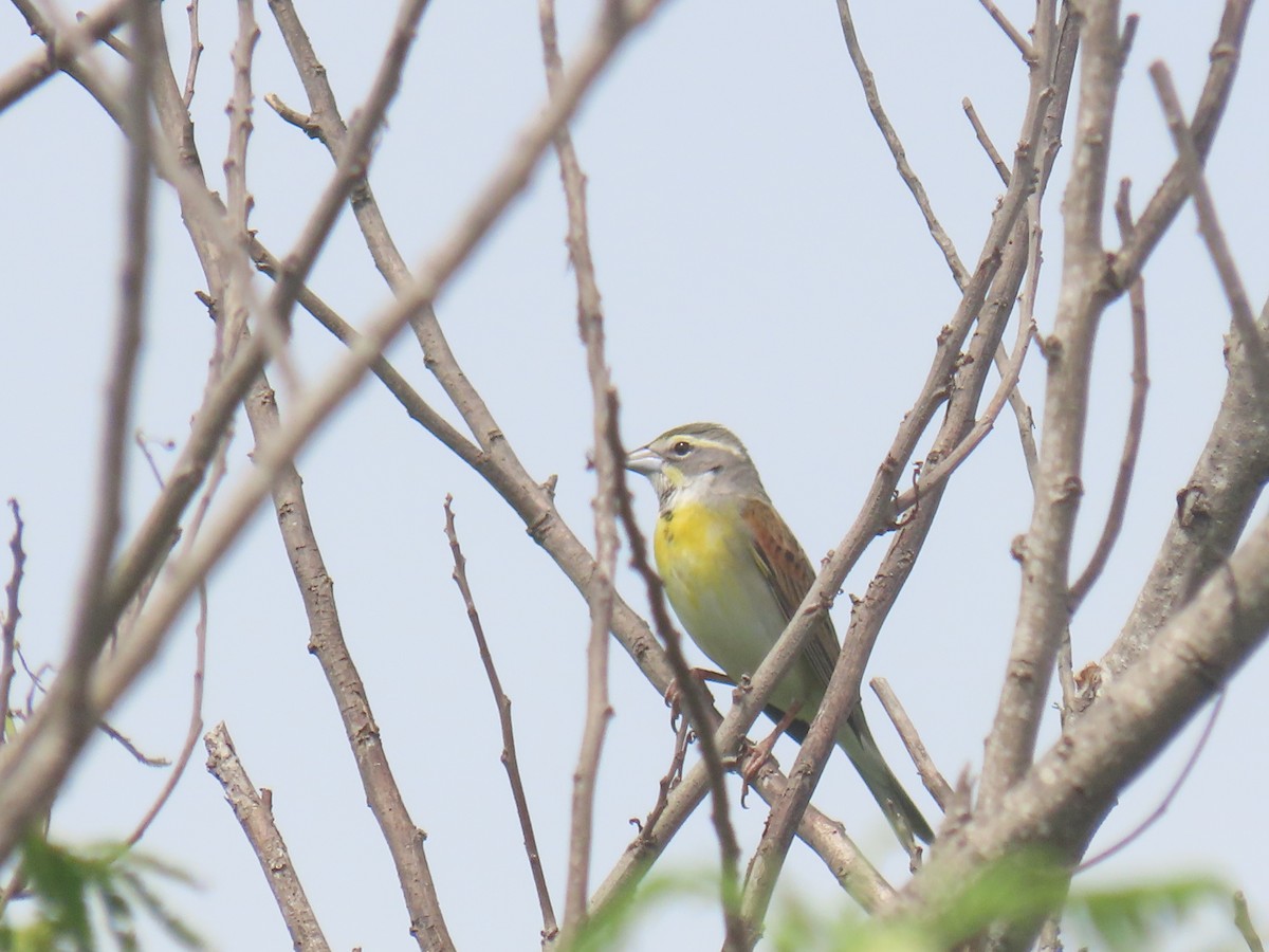 Dickcissel - Alan Morris