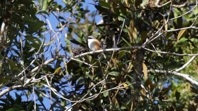 Mountain Shrike - ML618291973