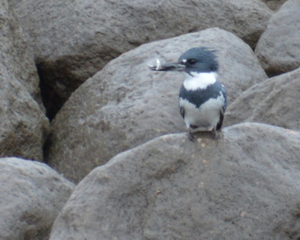 Belted Kingfisher - Liz Almlie