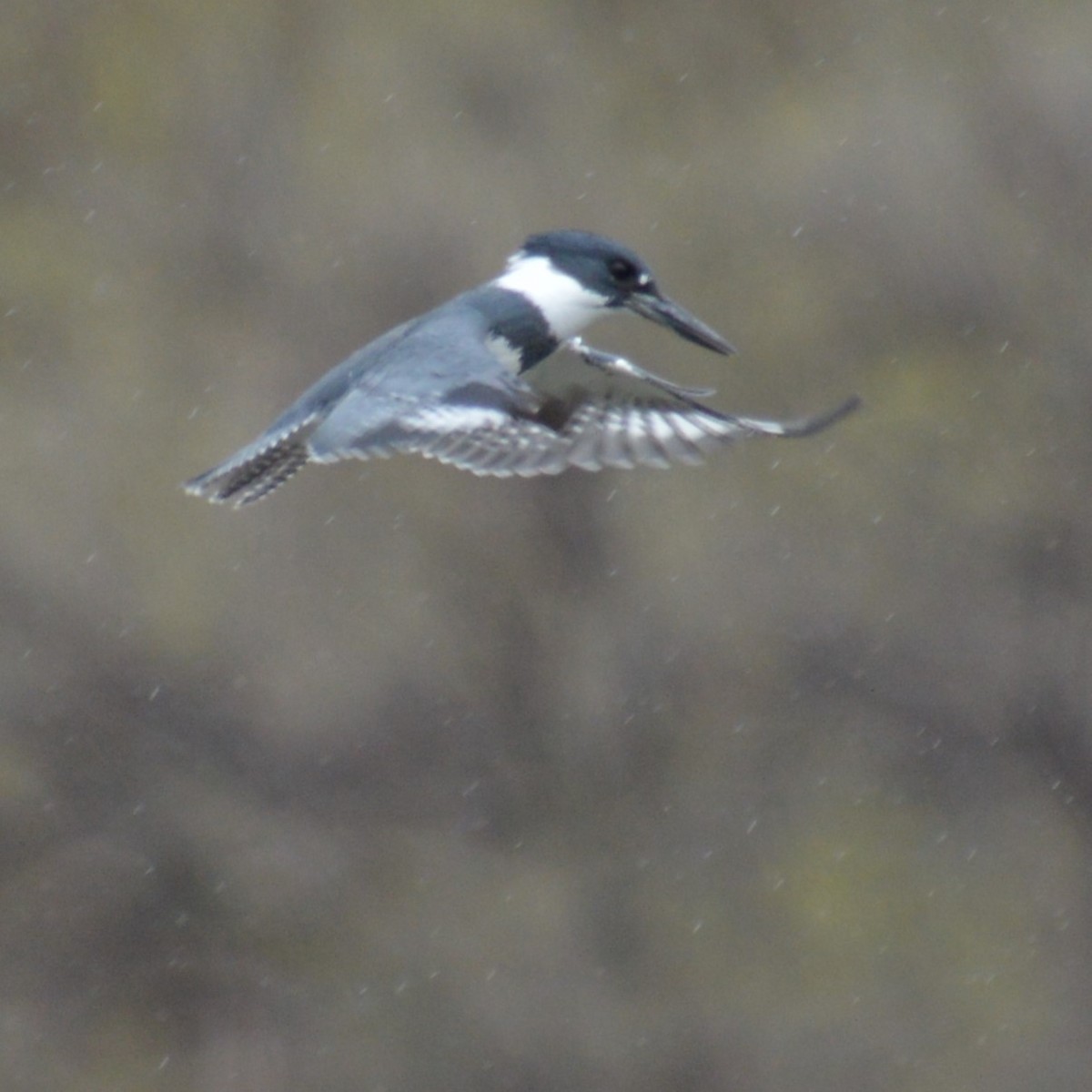 Belted Kingfisher - Liz Almlie