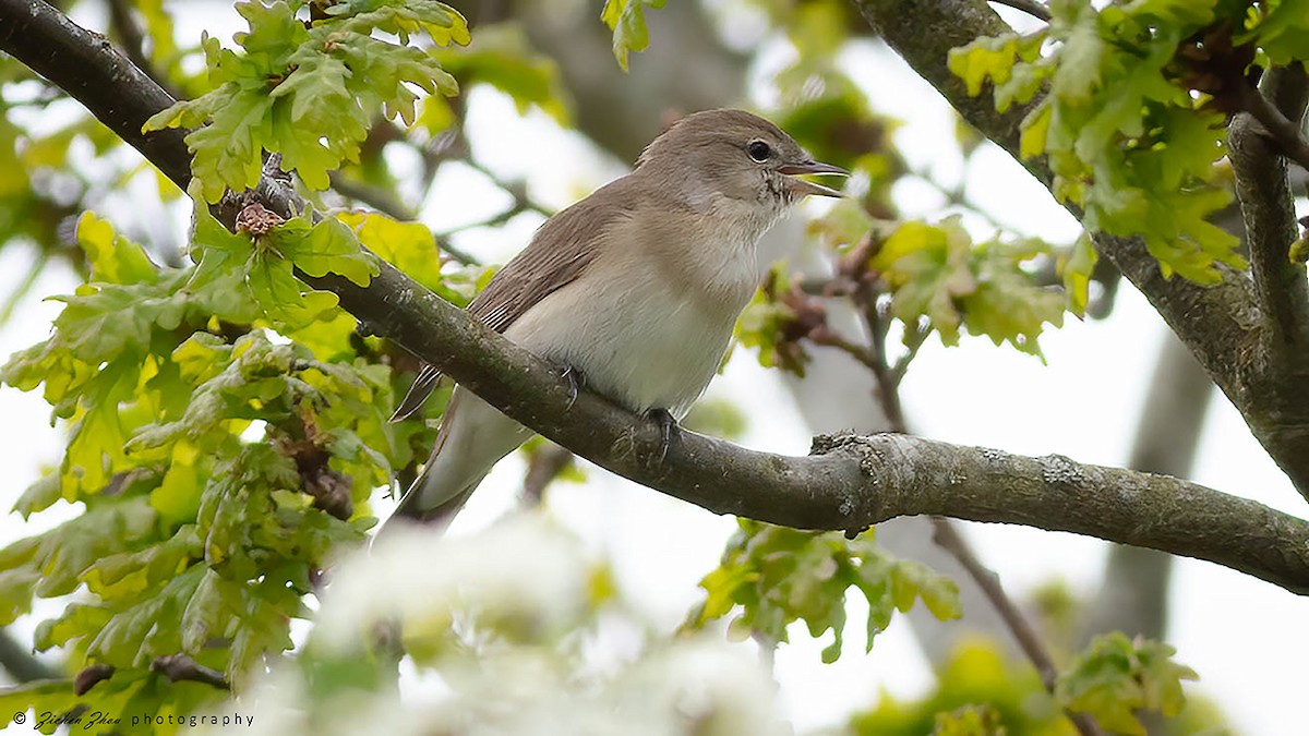 Garden Warbler - Zichen  Zhou