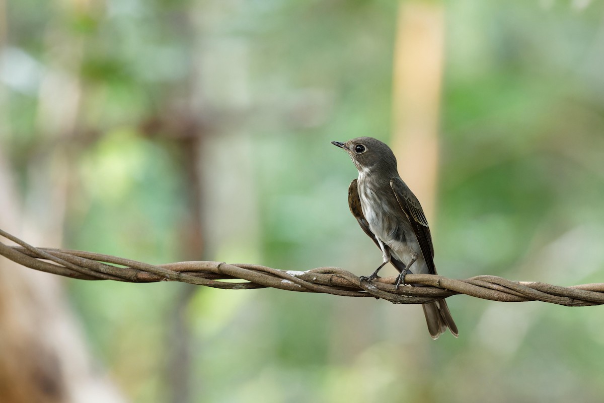 Dark-sided Flycatcher - Paul Passant