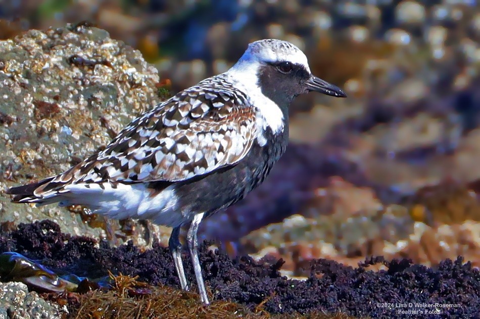 Black-bellied Plover - Lisa Walker-Roseman