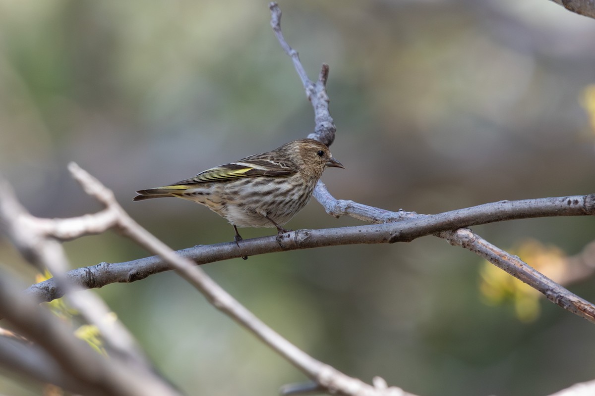 Pine Siskin - Bob Dunlap