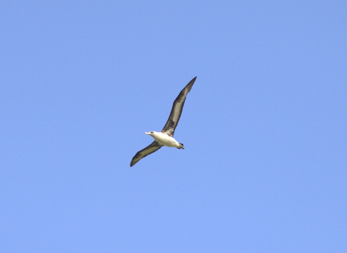 Laysan Albatross - Von Welch