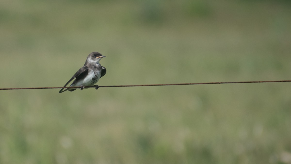 Brown-chested Martin - ML618292034